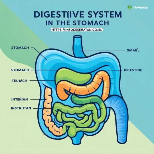 kesehatan pencernaan