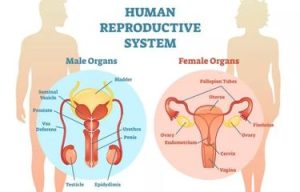 Kesehatan Reproduksi