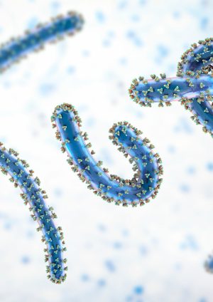Marburg Virus: Kematian yang Mengintai dari Dalam Darah