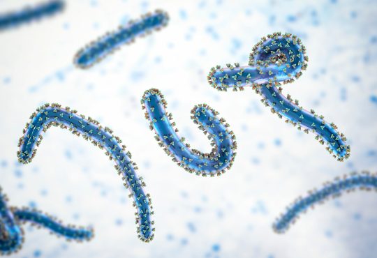 Marburg Virus: Kematian yang Mengintai dari Dalam Darah