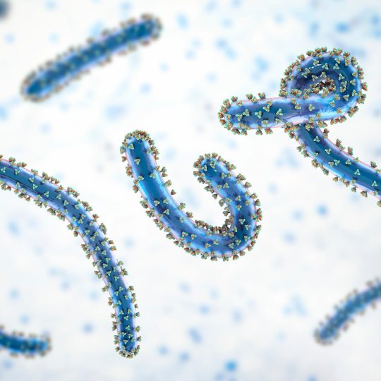 Marburg Virus: Kematian yang Mengintai dari Dalam Darah