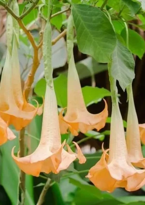 Kecubung: Antara Obat Tradisional dan Racun Mematikan